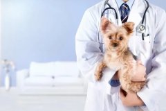 手机app软件开发提升宠物服务 手机app软件开发提升宠物服务