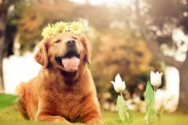 宠物app软件开发打造更便捷的宠物生活--广州app公司91直播