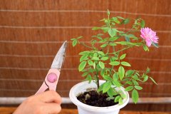 园艺花卉APP定制开发提供花卉选购、养护、园艺教育等服务