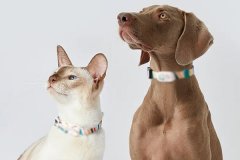 宠物智能项圈app开发帮助了解宠物的健康状况和日常行为 宠物智能项圈app开发帮助了解宠物的健康状况和日常行为