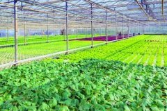 蔬菜种植app开发更好地管理和监控蔬菜种植过程