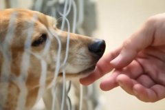 开发软件宠物领养app让更多的宠物找到温暖的家庭