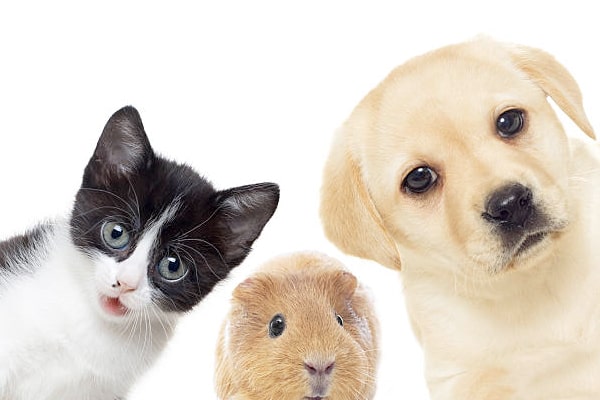 宠物互助系统APP开发:功能前瞻与社区生态构建 | 宠物领养互助平台